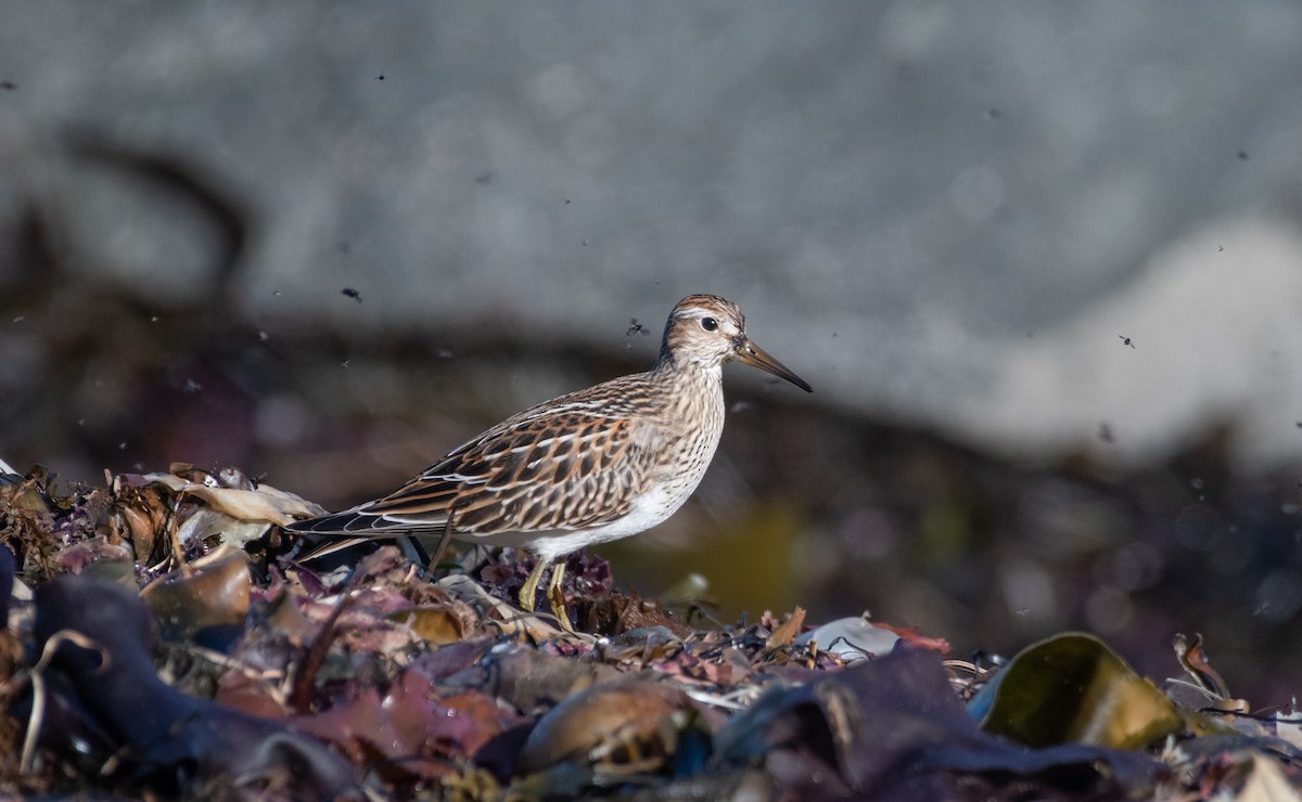 Pectoral Sandpiper - ML487571211