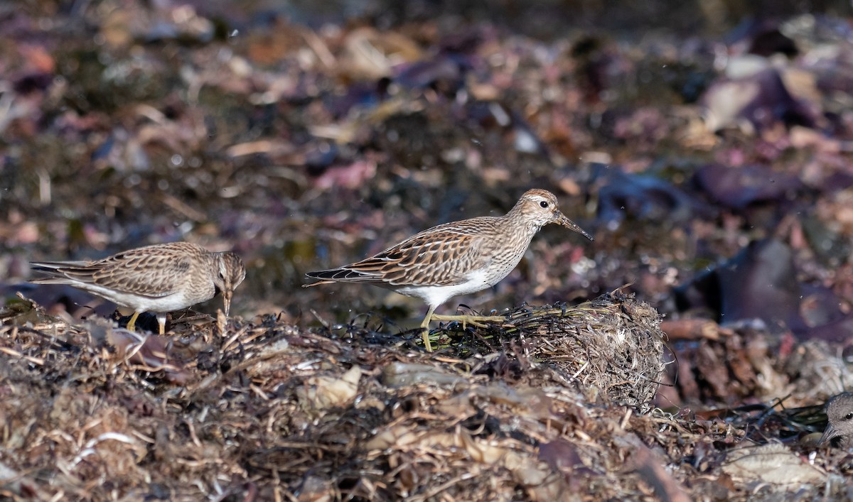 Bécasseau à poitrine cendrée - ML487571221