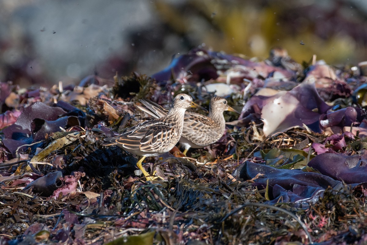 Pectoral Sandpiper - ML487571271