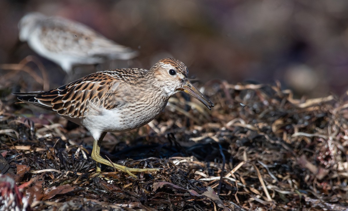 Pectoral Sandpiper - ML487571281