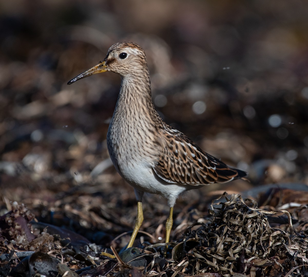 Pectoral Sandpiper - ML487571291