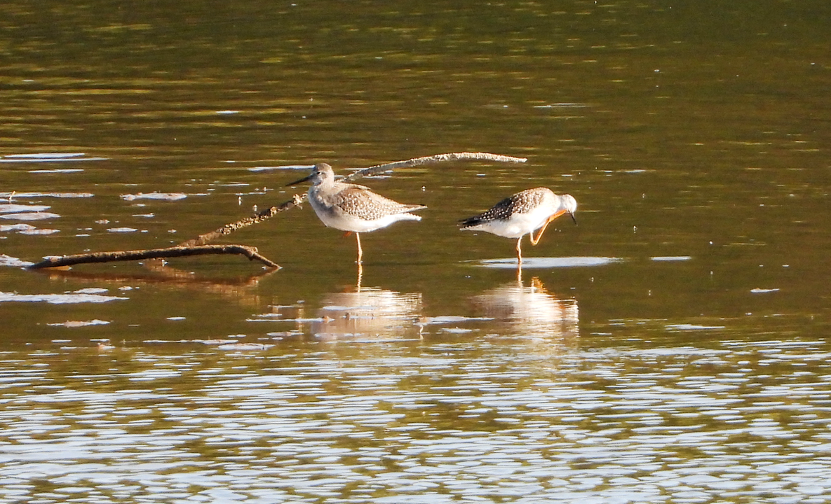 Lesser Yellowlegs - ML487571331