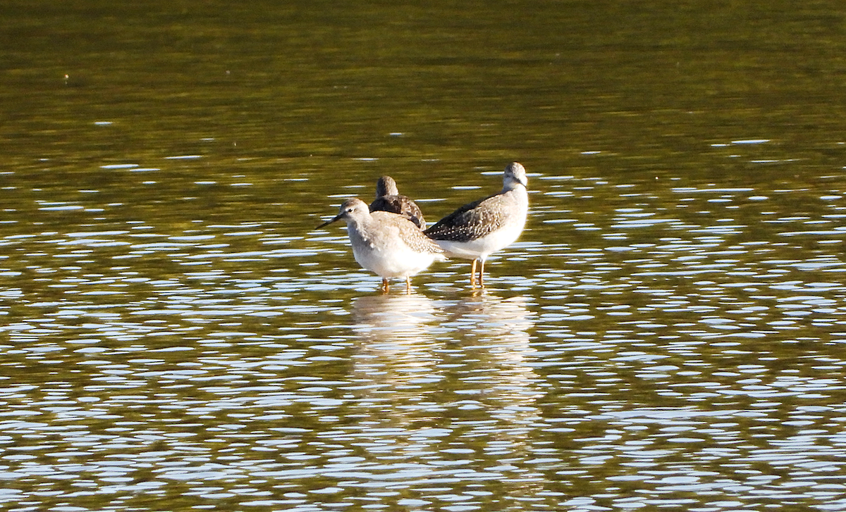 Lesser Yellowlegs - ML487571341