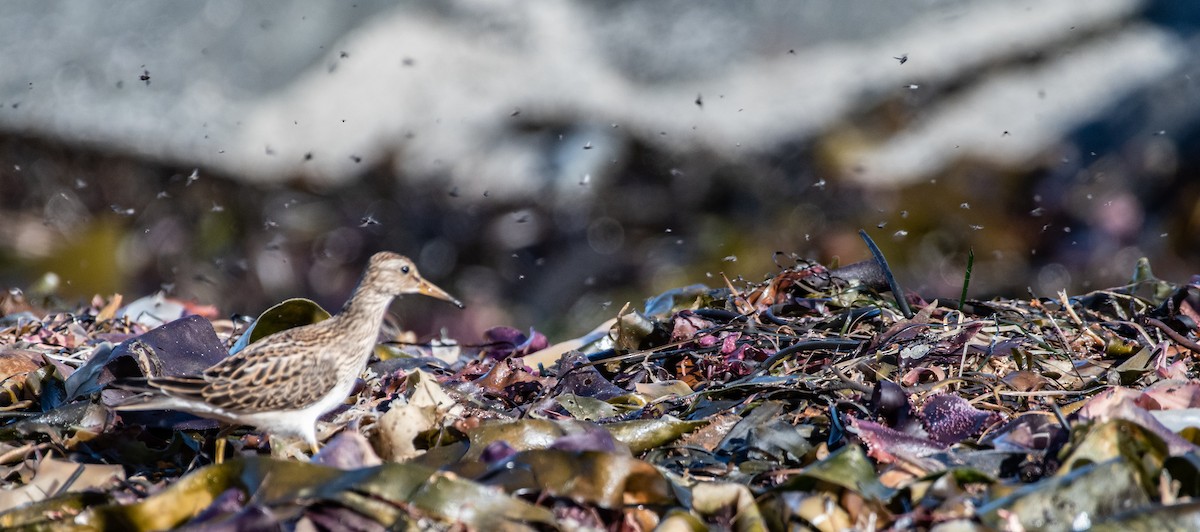 Pectoral Sandpiper - ML487571381