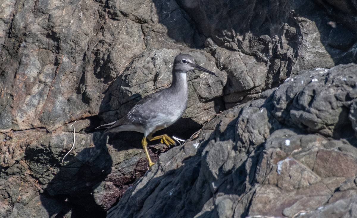 Wandering Tattler - ML487571501