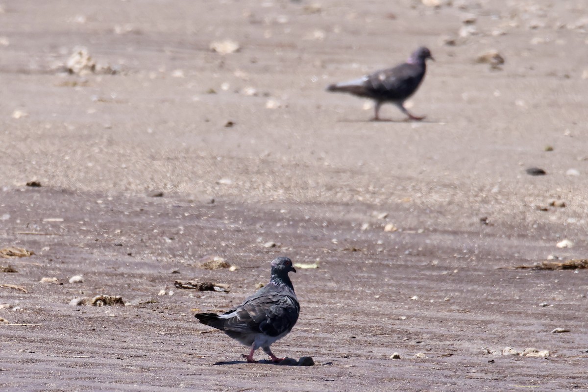 Rock Pigeon (Feral Pigeon) - ML487571561