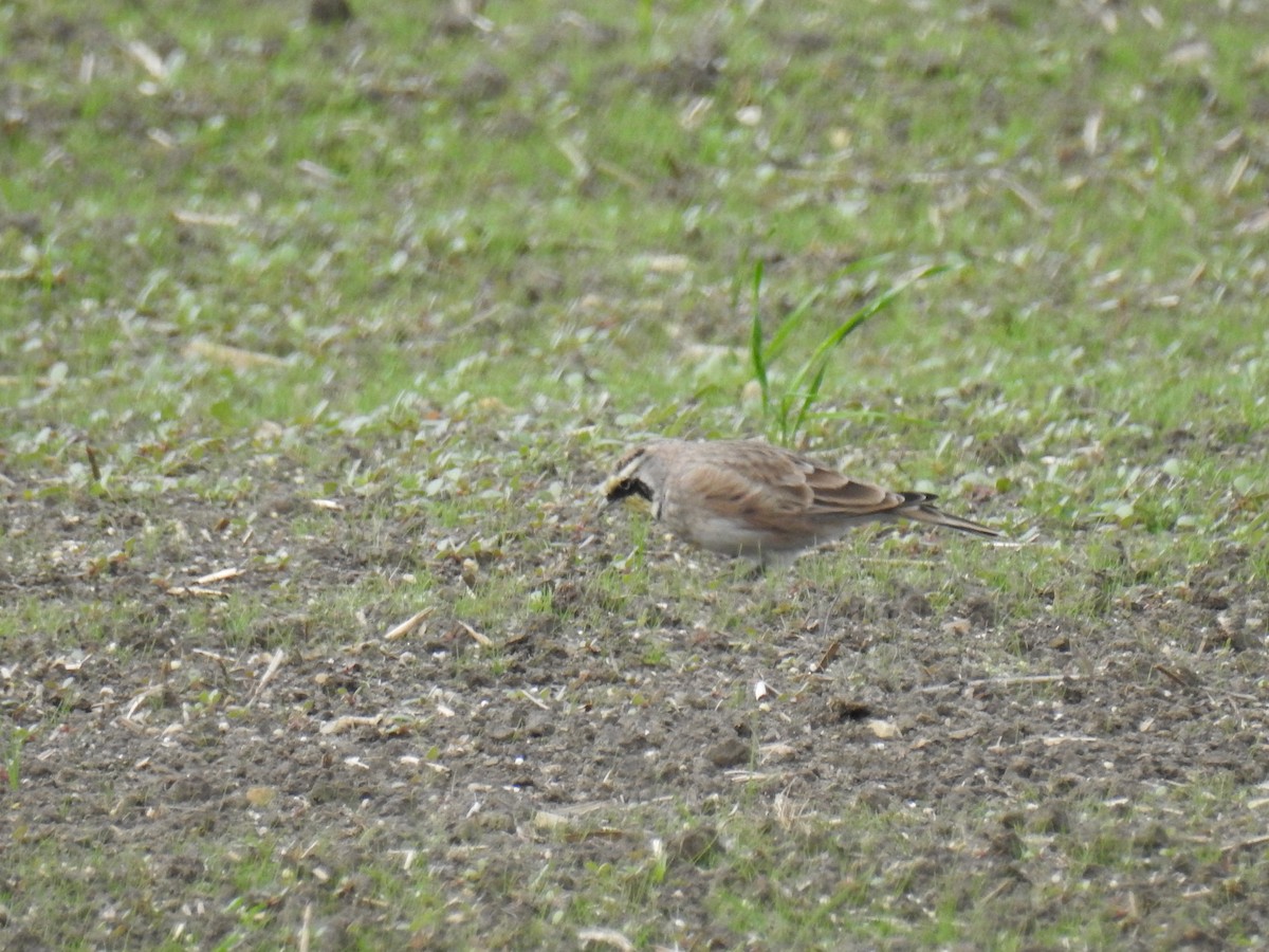 Horned Lark - ML487571721