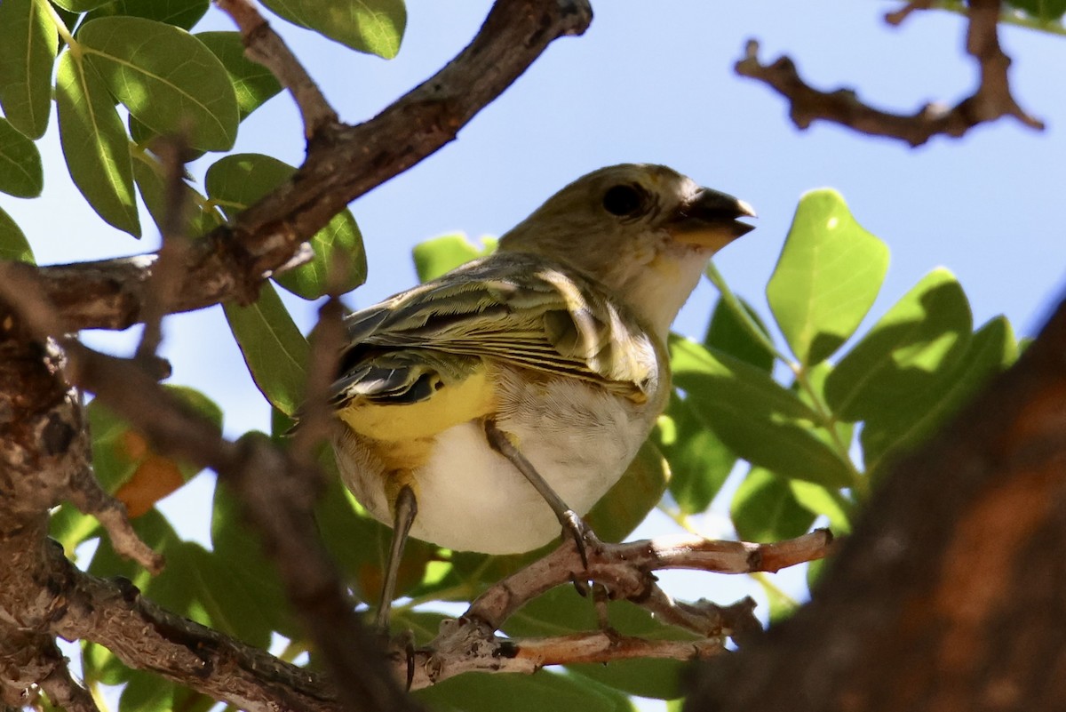 Saffron Finch - Sam Larkin