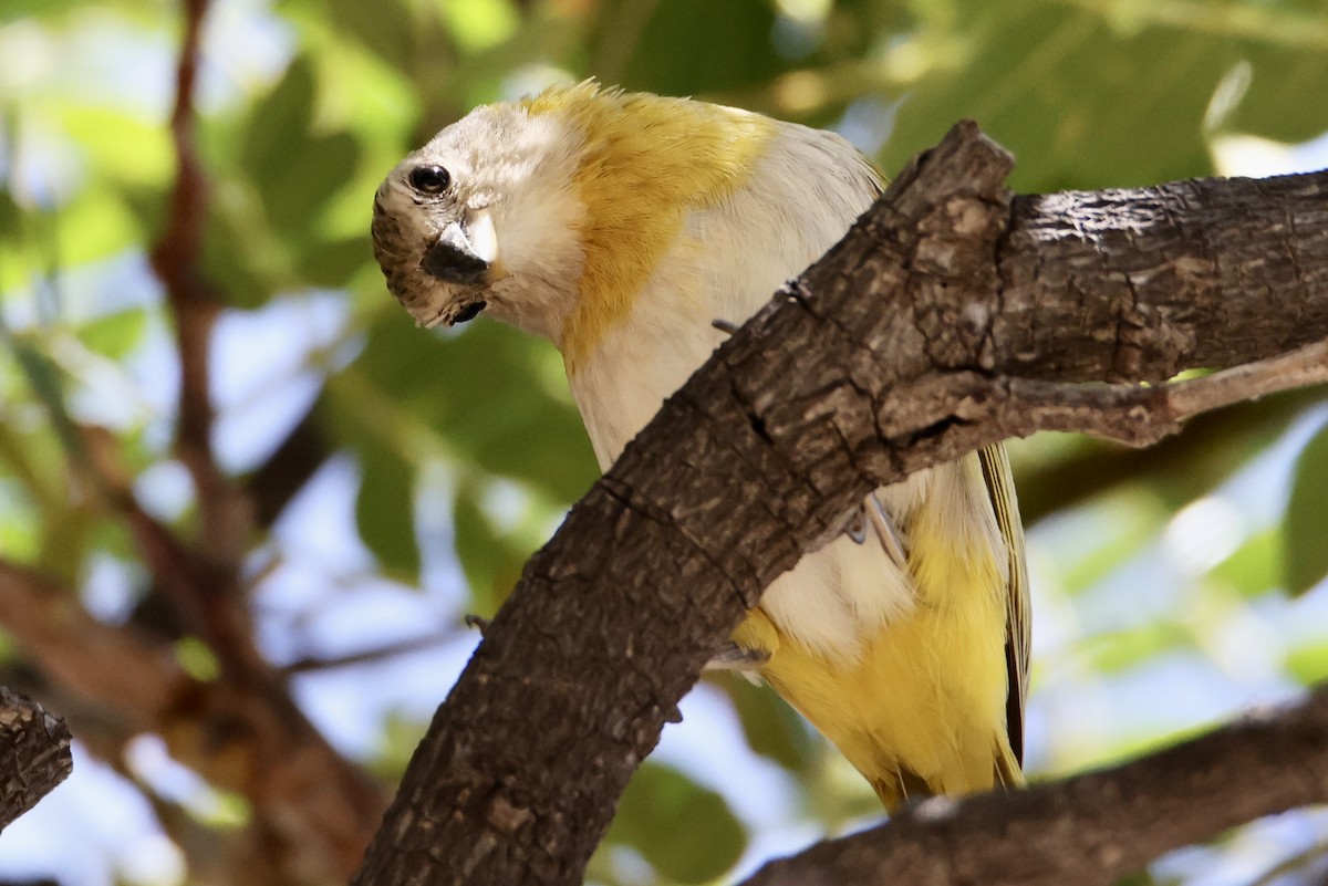 Saffron Finch - ML487572181