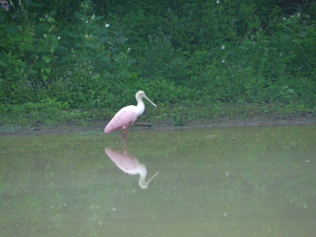 Roseate Spoonbill - ML487572521