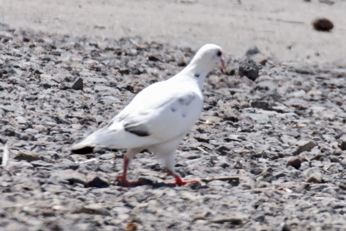 Rock Pigeon (Feral Pigeon) - ML487572901