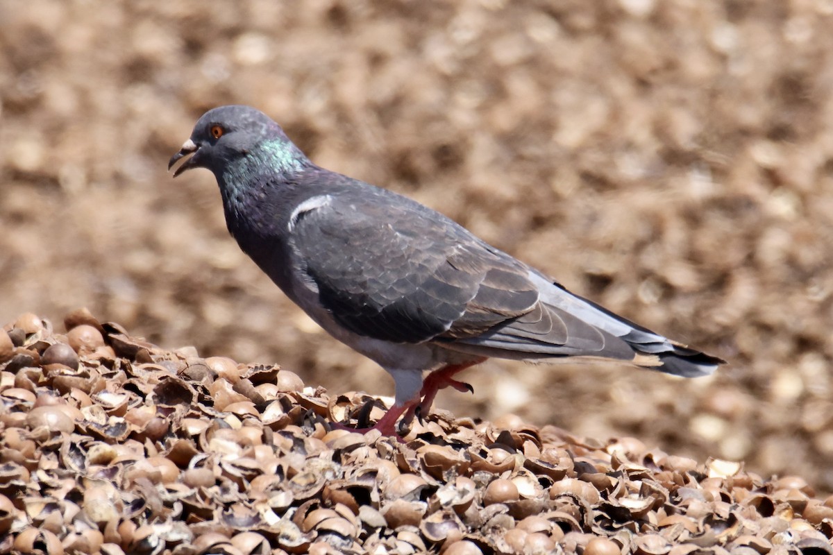 Rock Pigeon (Feral Pigeon) - ML487572911