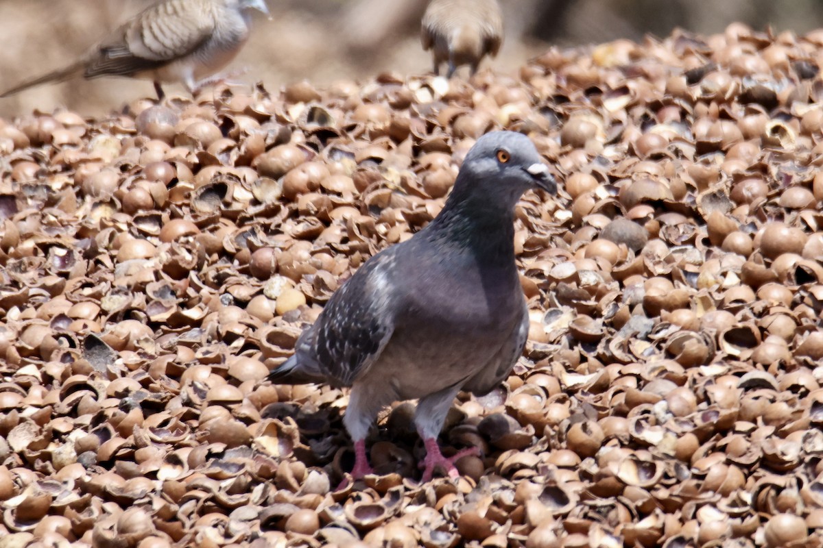 Rock Pigeon (Feral Pigeon) - ML487572921