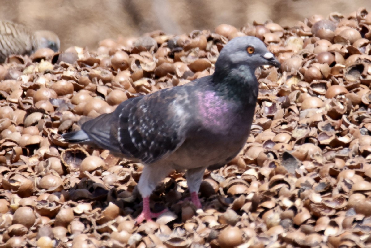 Rock Pigeon (Feral Pigeon) - ML487572931