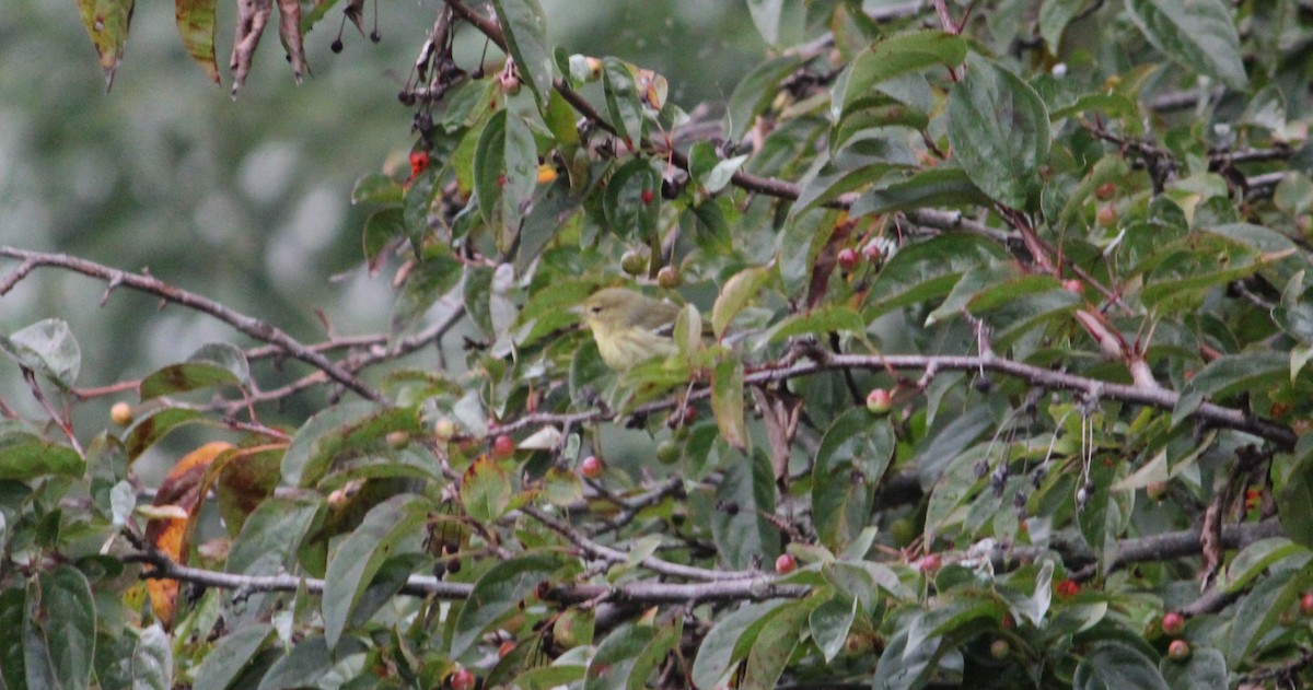 Blackpoll Warbler - ML487574081