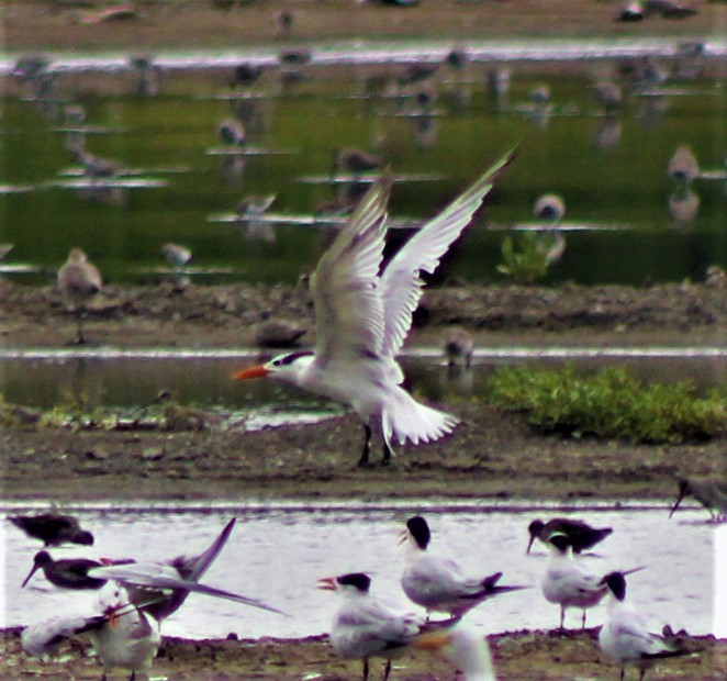 Royal Tern - ML487574841