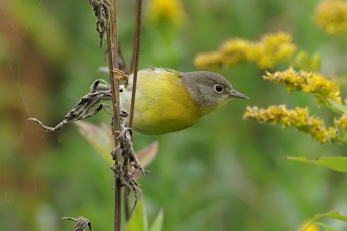 Nashville Warbler - Nick  Kontonicolas