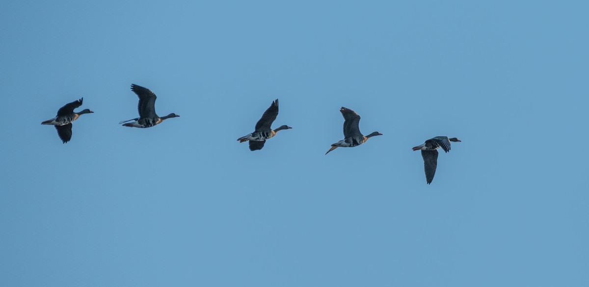 Greater White-fronted Goose - ML487575841