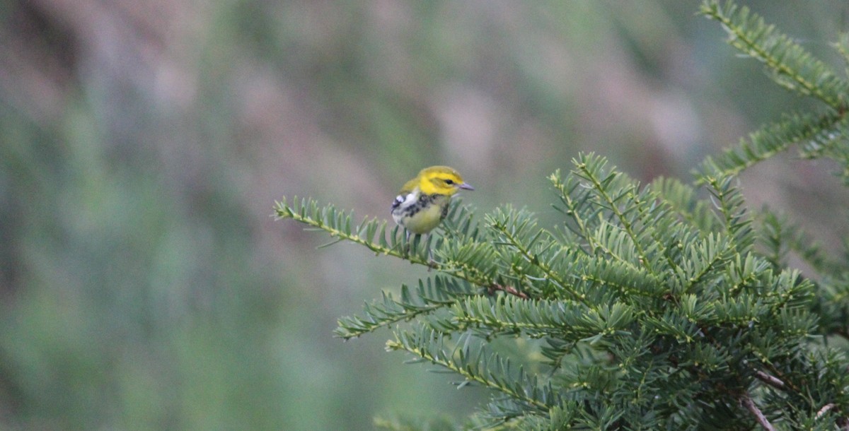 Black-throated Green Warbler - ML487576861