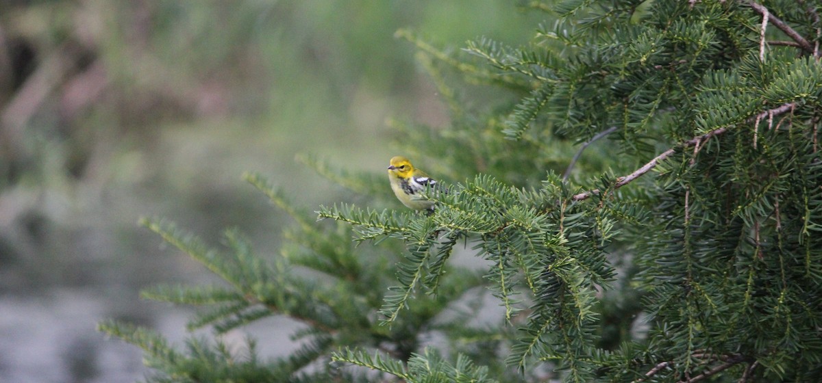 Black-throated Green Warbler - ML487576871