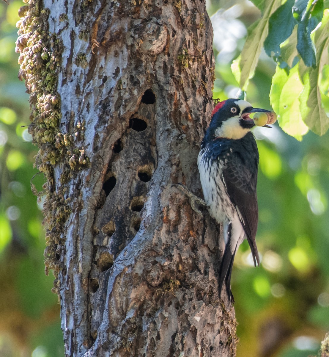 Acorn Woodpecker - ML487577041
