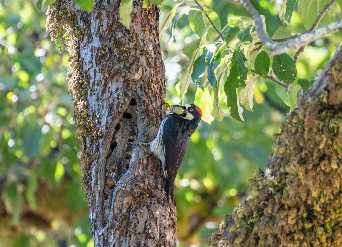 Acorn Woodpecker - ML487577051