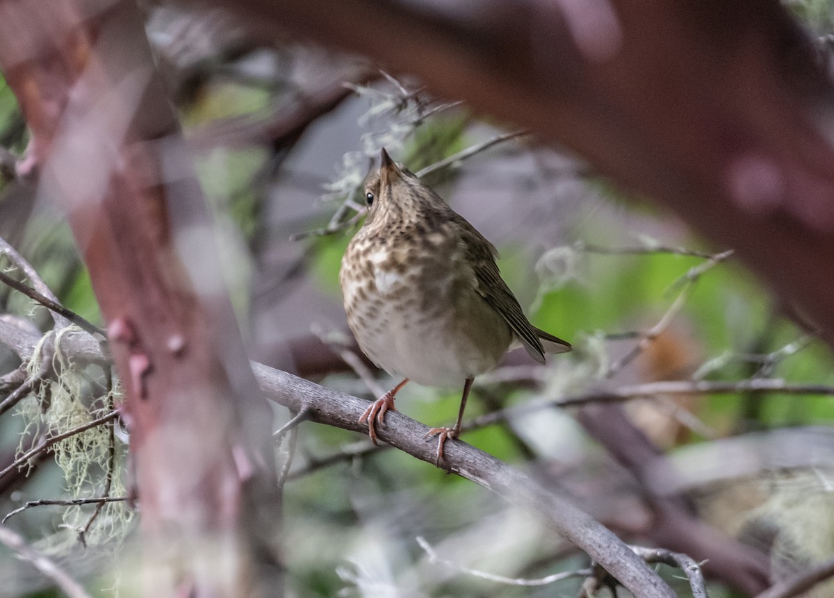 Swainson's Thrush - ML487577171