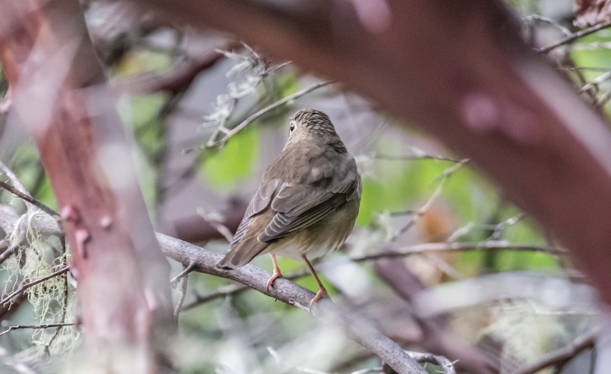 Swainson's Thrush - ML487577181