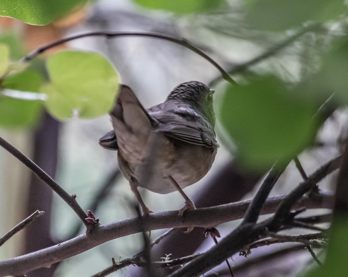 Swainson's Thrush - ML487577191