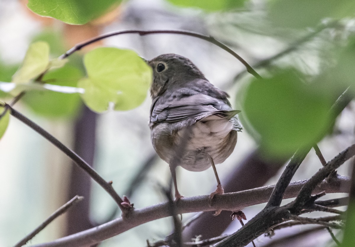 Swainson's Thrush - Philip Georgakakos