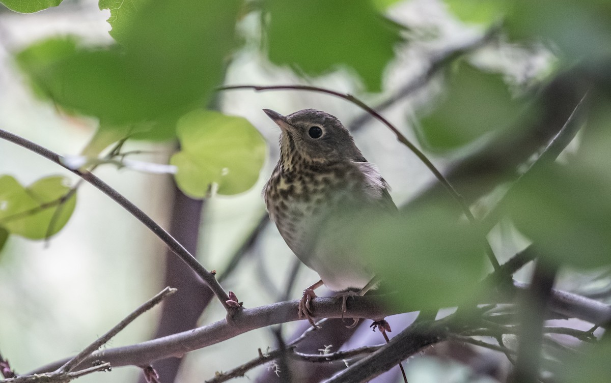 Swainson's Thrush - ML487577211