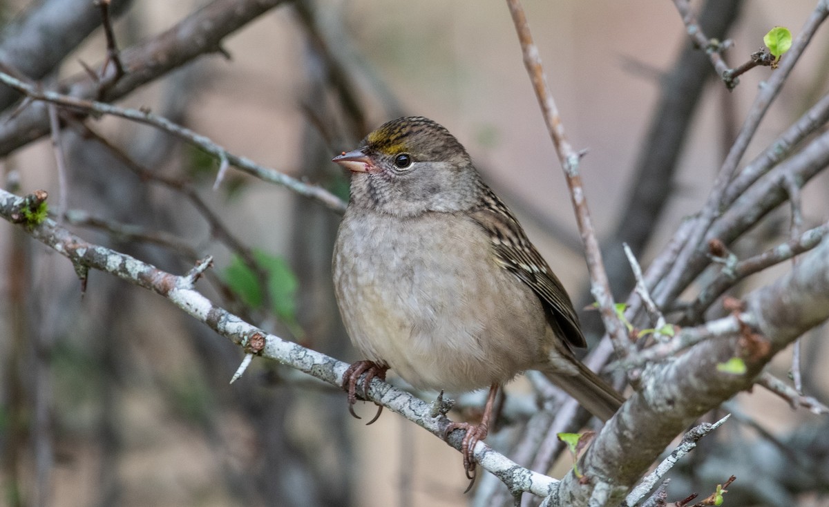 Golden-crowned Sparrow - ML487577441