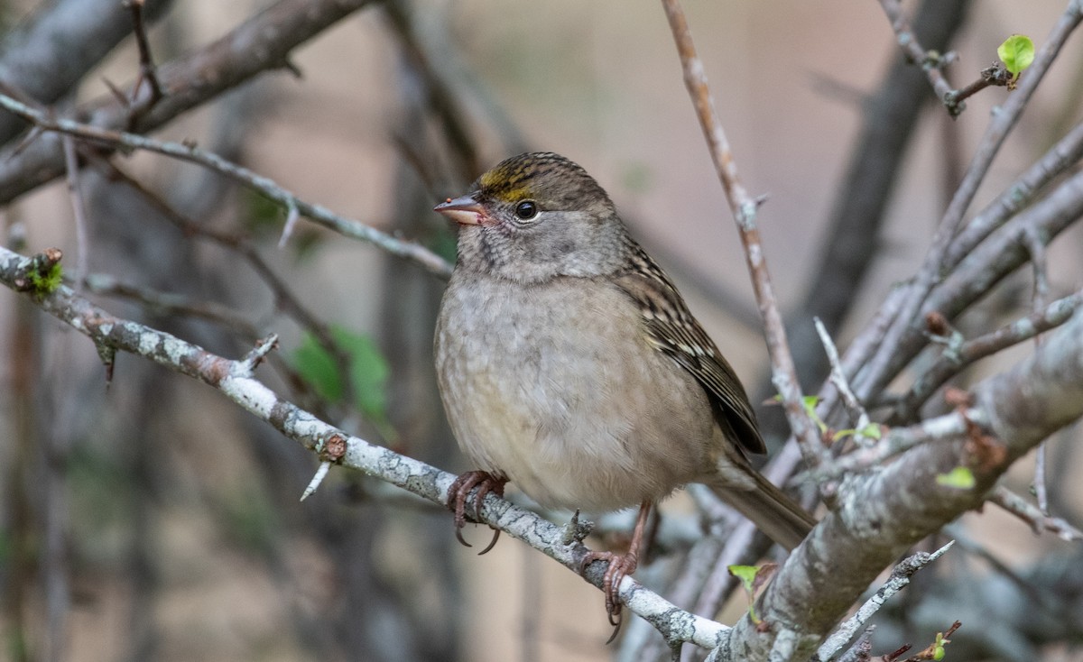 Bruant à couronne dorée - ML487577441