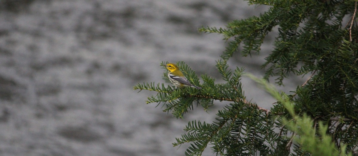Black-throated Green Warbler - ML487577521