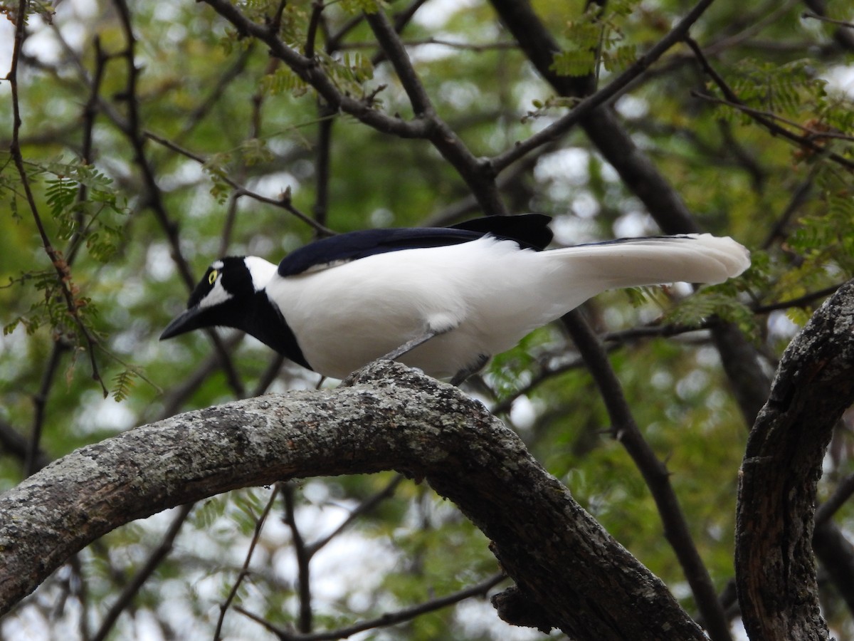 White-tailed Jay - Rafael Salcedo