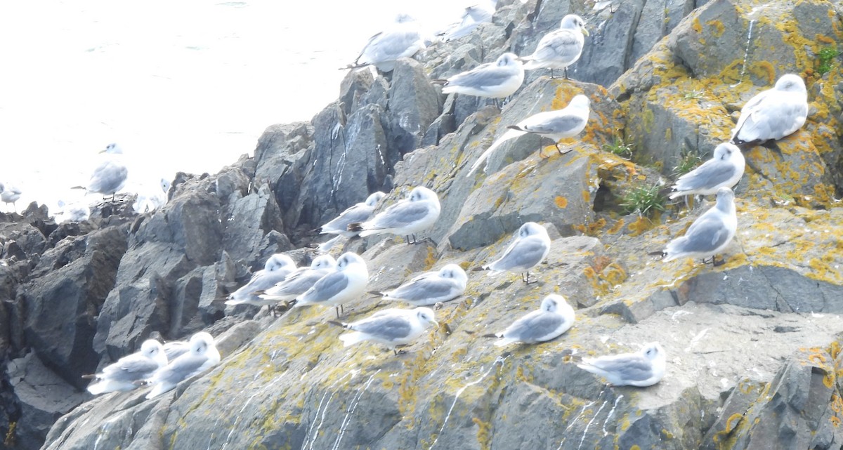 Black-legged Kittiwake - ML487578091