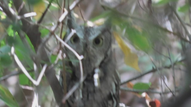 Eastern Screech-Owl - ML487579221