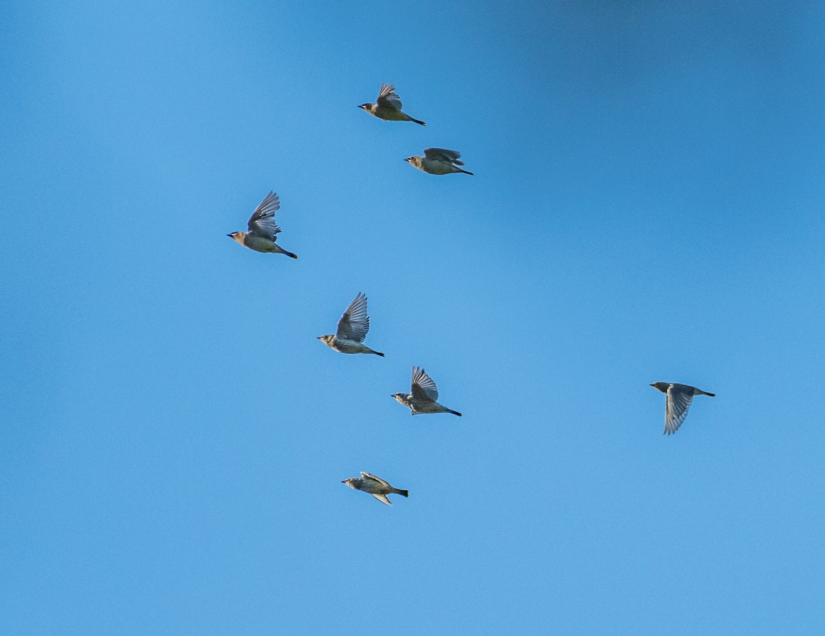 Cedar Waxwing - ML487579671