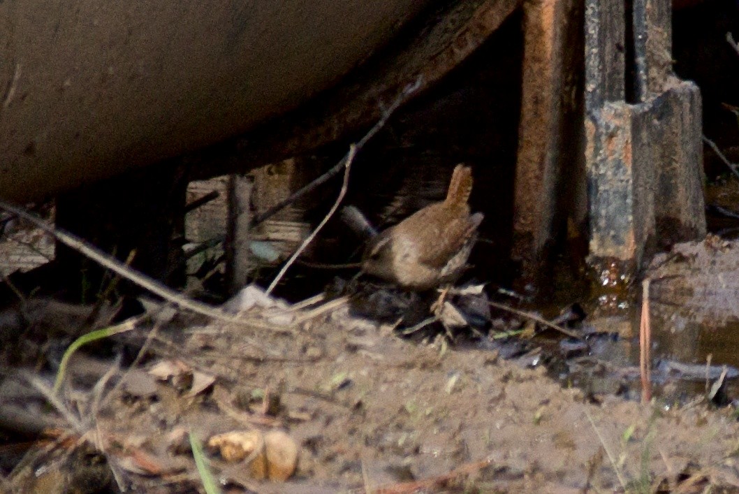 Winter Wren - ML48758031
