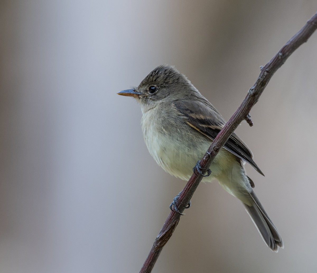 Willow Flycatcher - ML487580321