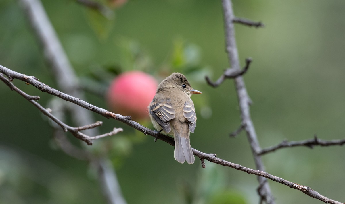 Willow Flycatcher - ML487580351