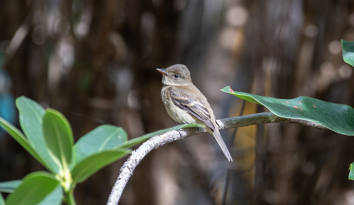 Willow Flycatcher - ML487580361