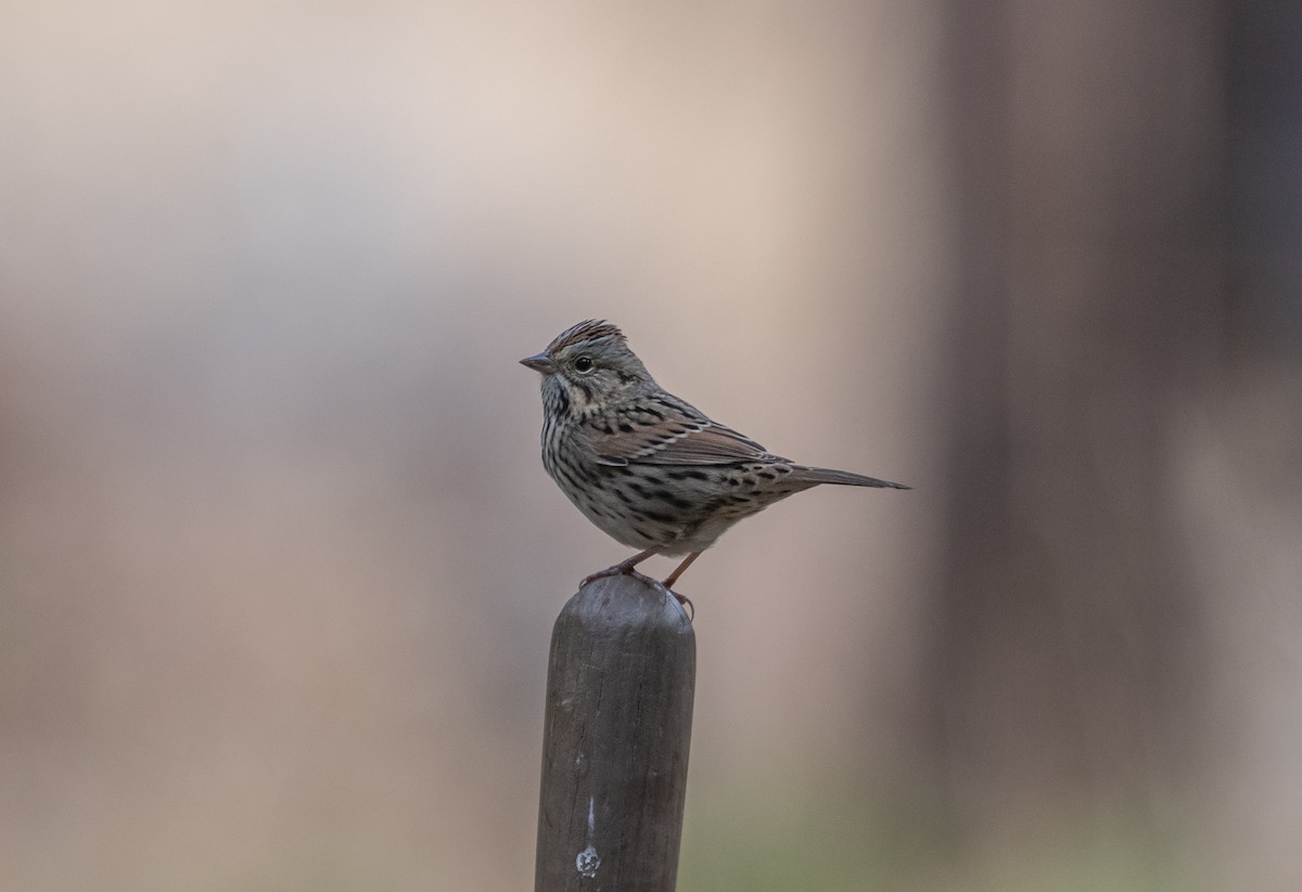 Lincoln's Sparrow - ML487580491