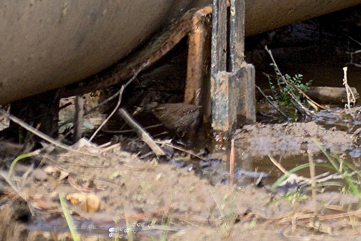 Winter Wren - ML48758091