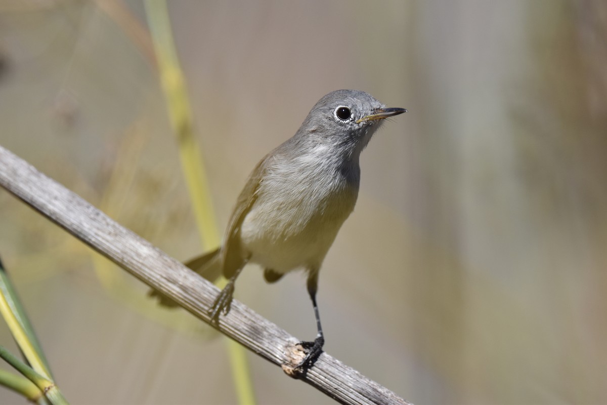 Blue-gray Gnatcatcher - ML487582271