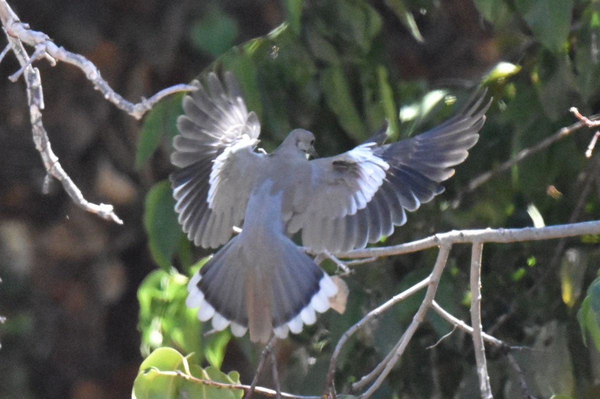 White-winged Dove - Naresh Satyan