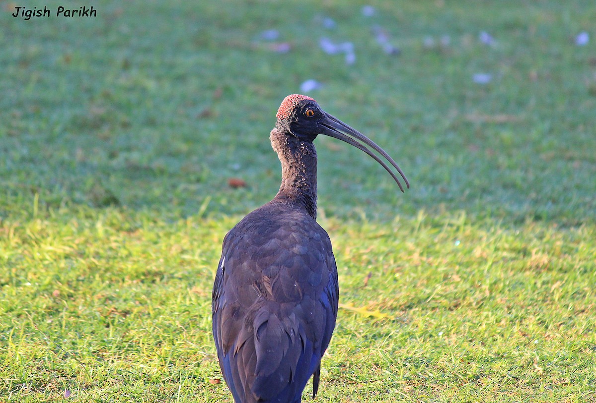 Red-naped Ibis - ML48758281