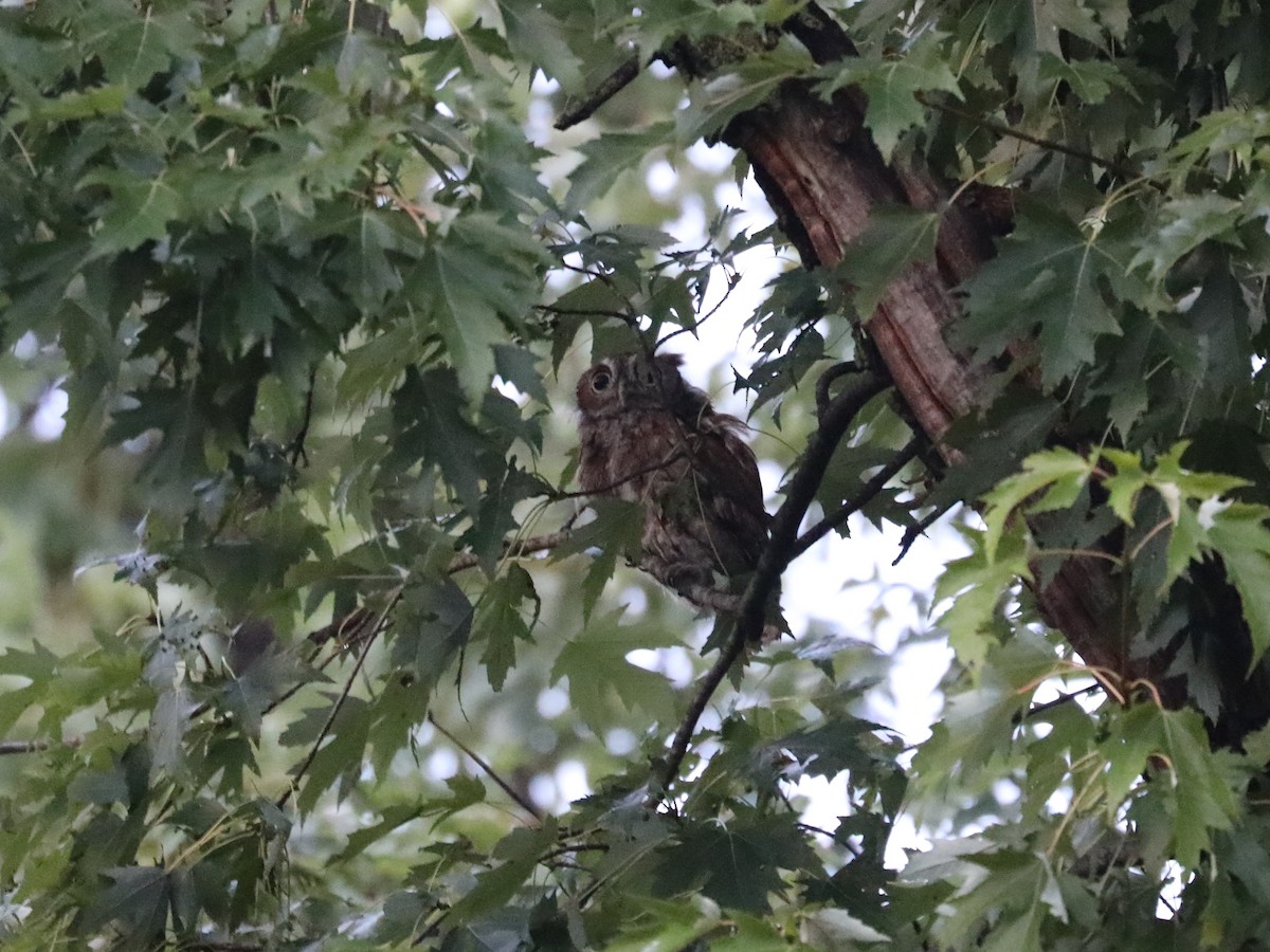 Eastern Screech-Owl - ML487583131