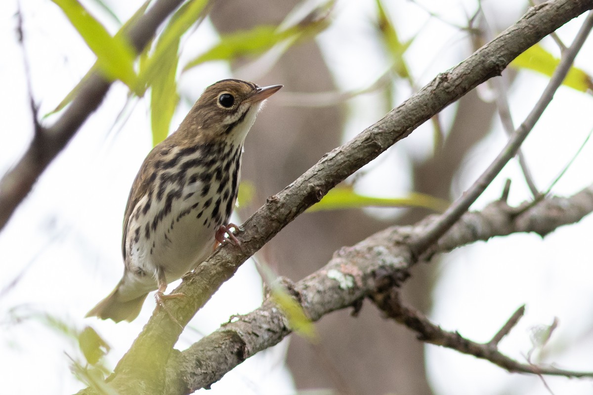 Ovenbird - Tom Blevins