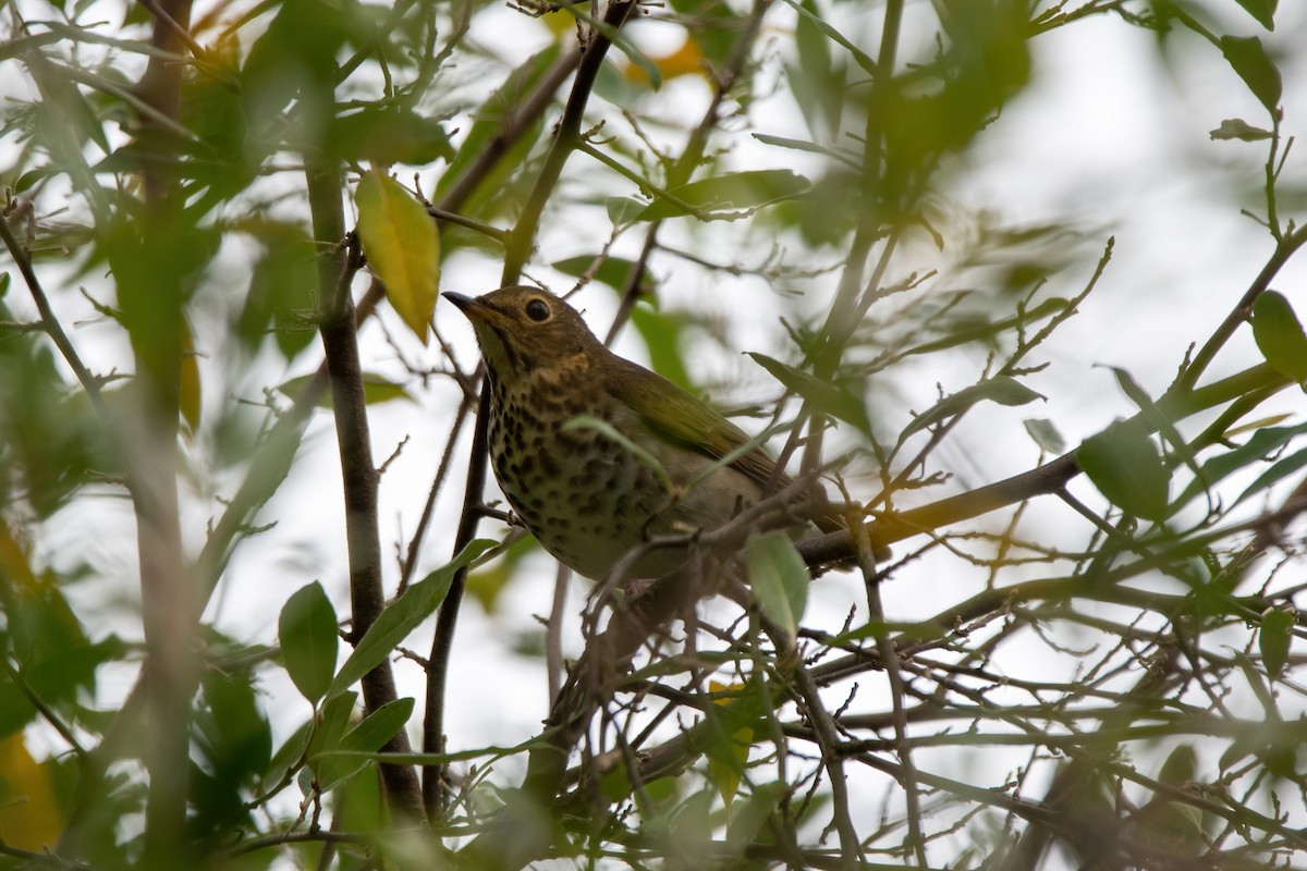 Swainson's Thrush - ML487583921